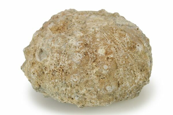 Cretaceous, Sea Urchin (Goniopygus) Fossils - Morocco For Sale